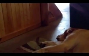 Dog snores like Donald Duck