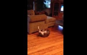 Cat doing abdominal crunches