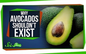 Avocados nearly went extinct