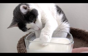 Cat's don't like milk, but dog sure does