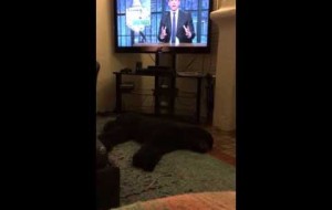 Dog runs to bed when TV gets turned off