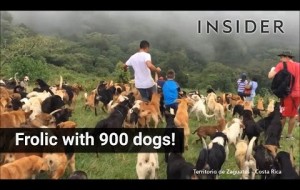 Play with 900 shelter dogs in Costa Rica park