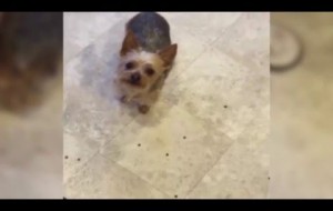 Dog drops what he's eating when offered a treat instead