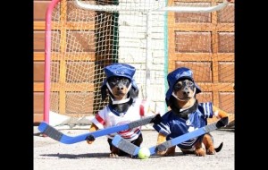 Dachshund dogs playing ball hockey on the street