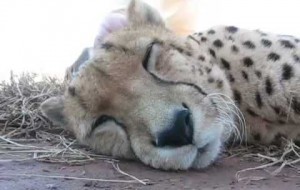 Cheetah purring, I want to pet it too!