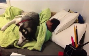 Husky Dog Doesn't Want Human Boy to Leave Bed